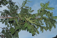 Crepidospermum