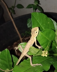 Calotes versicolor