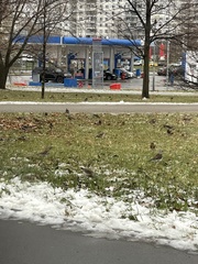 Turdus pilaris