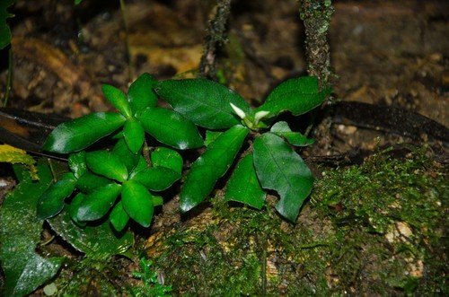 Stenandrium buntingii image