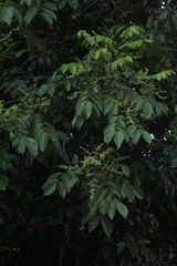 Crepidospermum