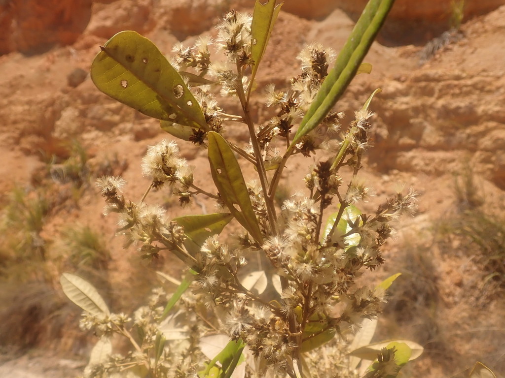 Brachylaena merana
