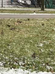 Turdus pilaris