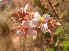Dichaetanthera