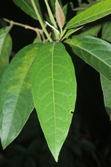 Piper tuberculatum