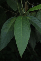 Piper tuberculatum