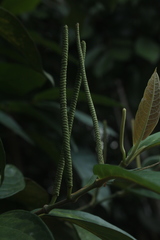 Piper tuberculatum