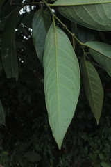 Piper tuberculatum