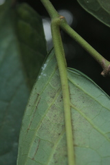 Piper tuberculatum