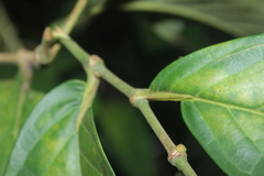 Piper tuberculatum