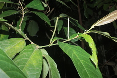 Piper tuberculatum