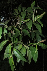 Piper tuberculatum