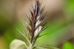 Lepidagathis alopecuroidea image