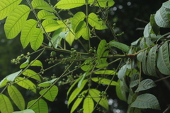 Crepidospermum