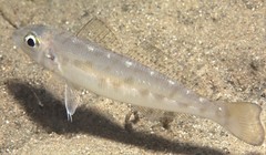 Sillago maculata