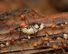 Haeteriinae