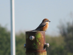 Lanius bucephalus