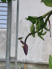 Coereba flaveola