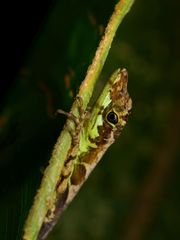 Anolis gracilipes