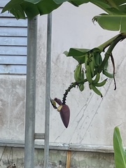 Coereba flaveola