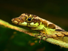 Anolis gracilipes