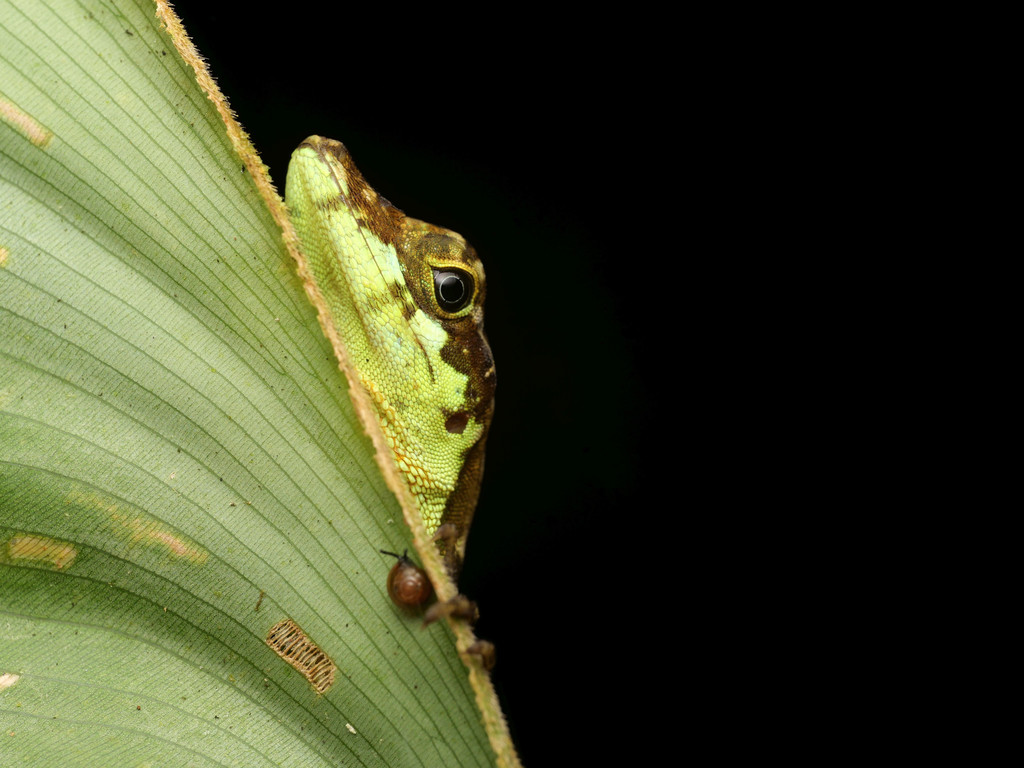 Charm Anole