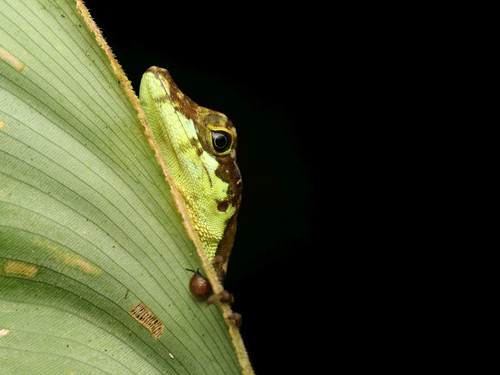 Charm Anole