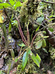 Stelis maxima