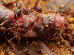 Labidus spininodis
