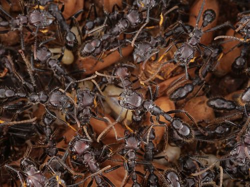 Bullet ant