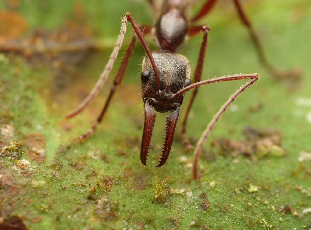Rostrata-group Panther Ants