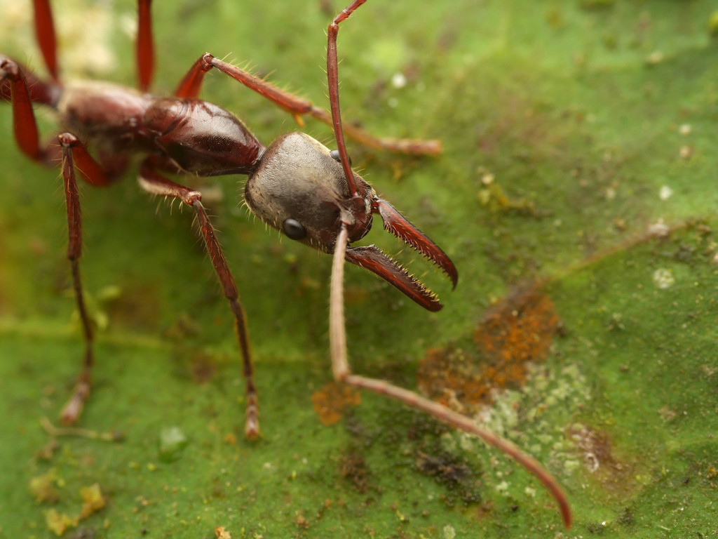 Neoponera rostrata