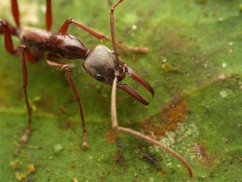 剑颚新猛蚁Neoponera rostrata