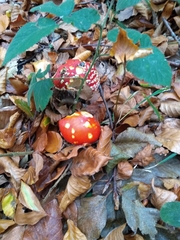 Amanita muscaria muscaria