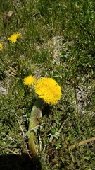 Taraxacum officinale