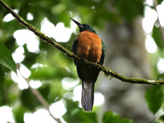 Jacamerops aureus