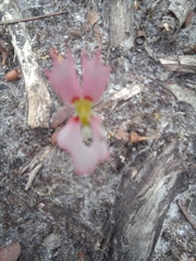Stylidium androsaceum