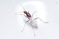 Camponotus