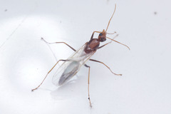 Camponotus