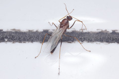 Camponotus