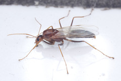 Camponotus