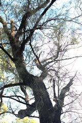 Allocasuarina decussata