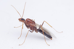 Camponotus