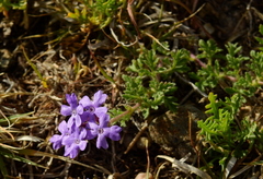 Glandularia venturii
