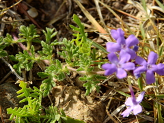 Glandularia venturii