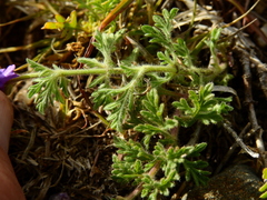Glandularia venturii