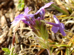 Glandularia venturii