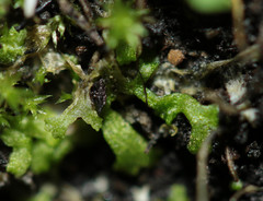 Riccia rhenana
