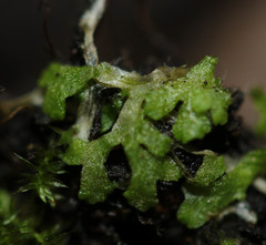 Riccia rhenana