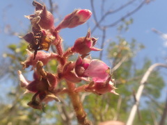 Dichaetanthera